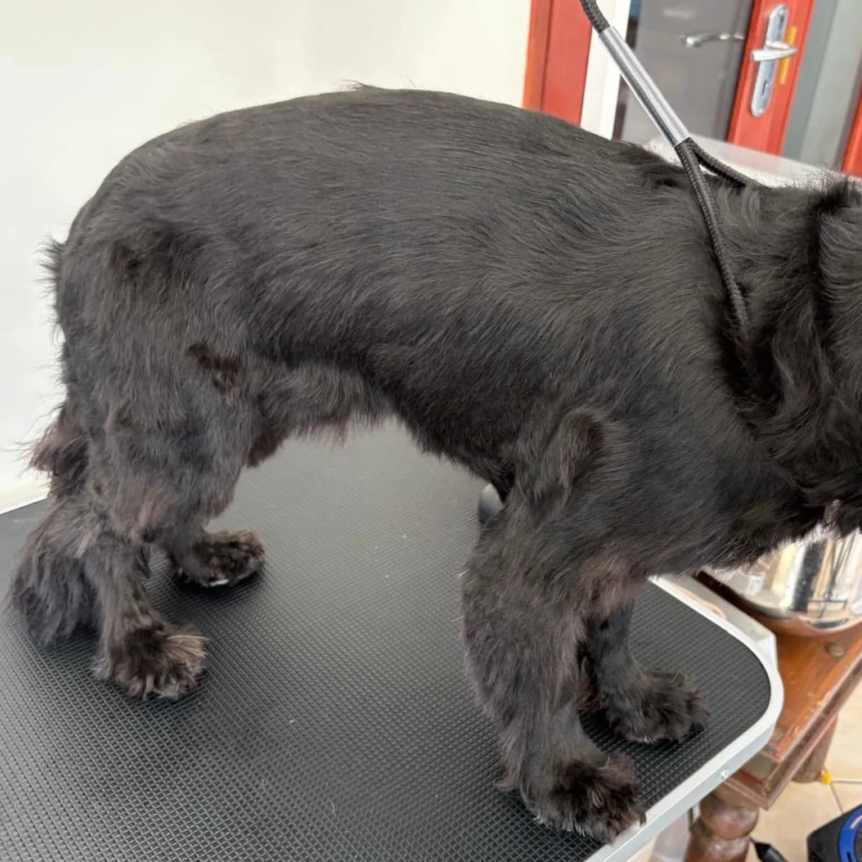 Bowie before grooming