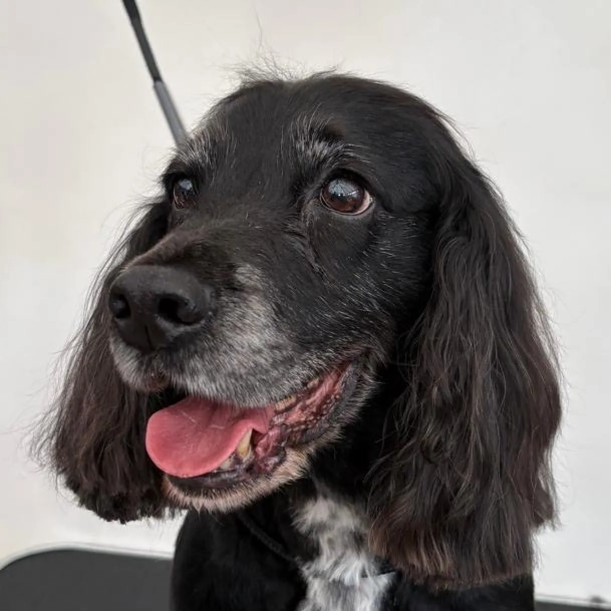 Bowie, photographed after grooming at The Floof Spa