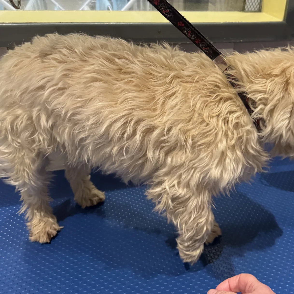 Herb before grooming