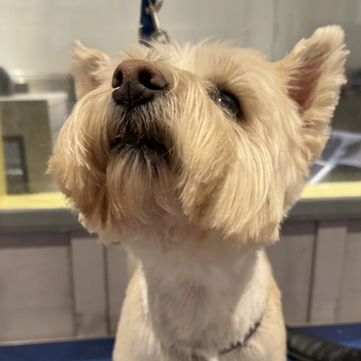 Herb, photographed after grooming at The Floof Spa