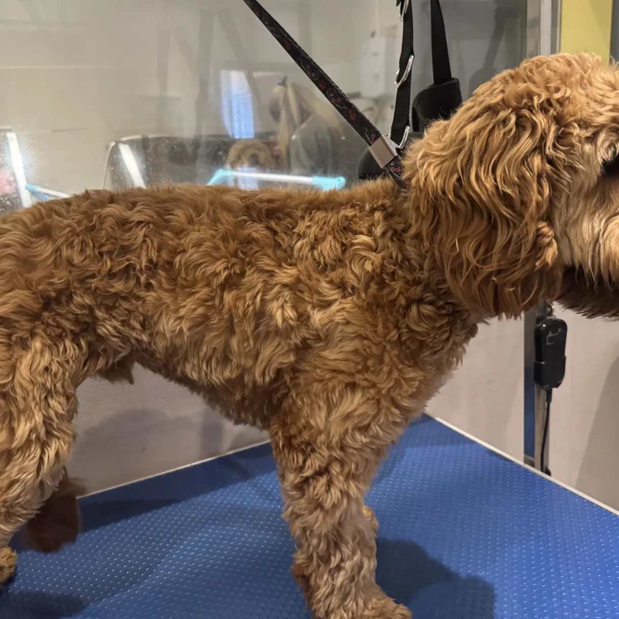 Jacky before grooming
