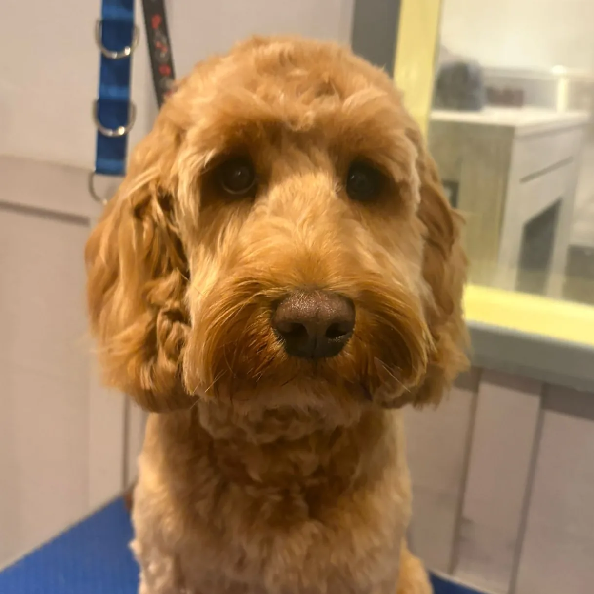 Jacky, photographed after grooming at The Floof Spa