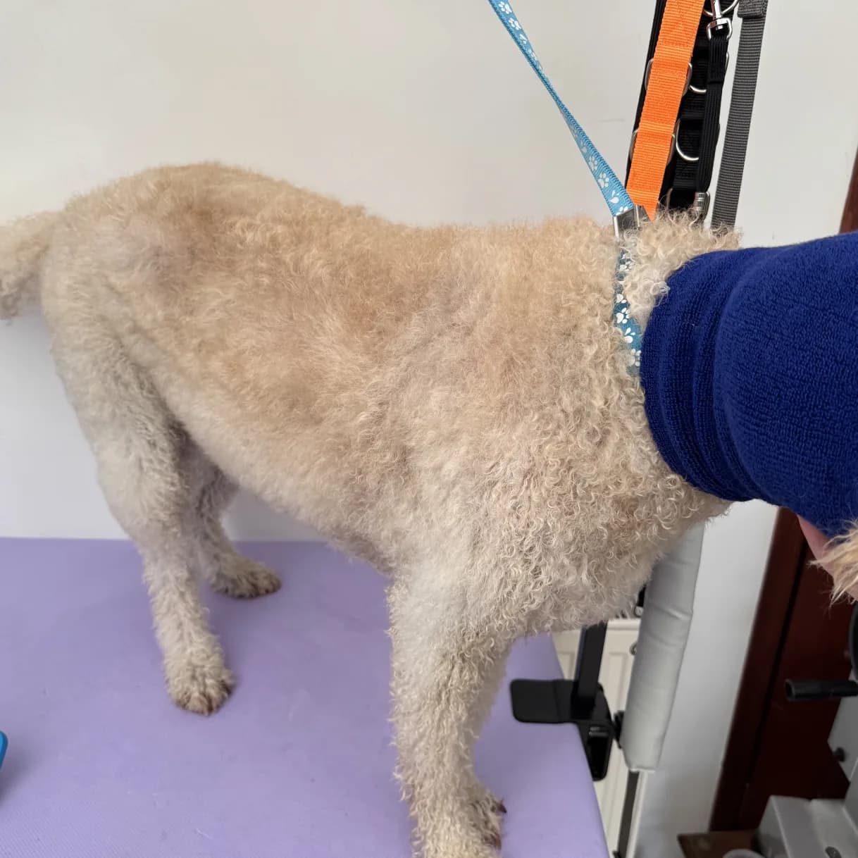 Lucky before grooming
