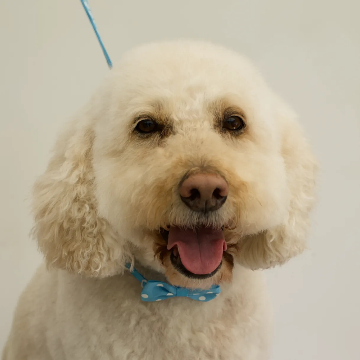 Lucky, photographed after grooming at The Floof Spa