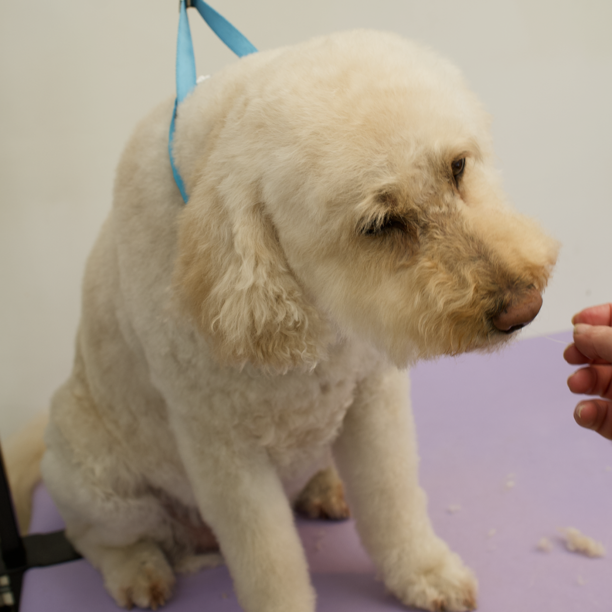 Lucky after grooming